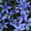 Pratia pedunculata county park - abriachan nurseries